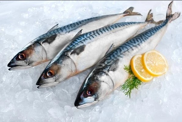 Tempat Distributor Jual Ikan Tenggiri Kualitas Terbaik di Jakarta, Hubungi WA 082115441379