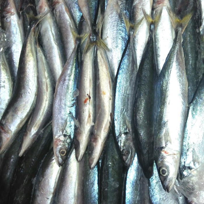 Tempat Toko Jual Ikan Layang Biru Terbaik di Jakarta, Hubungi WA 082115441379