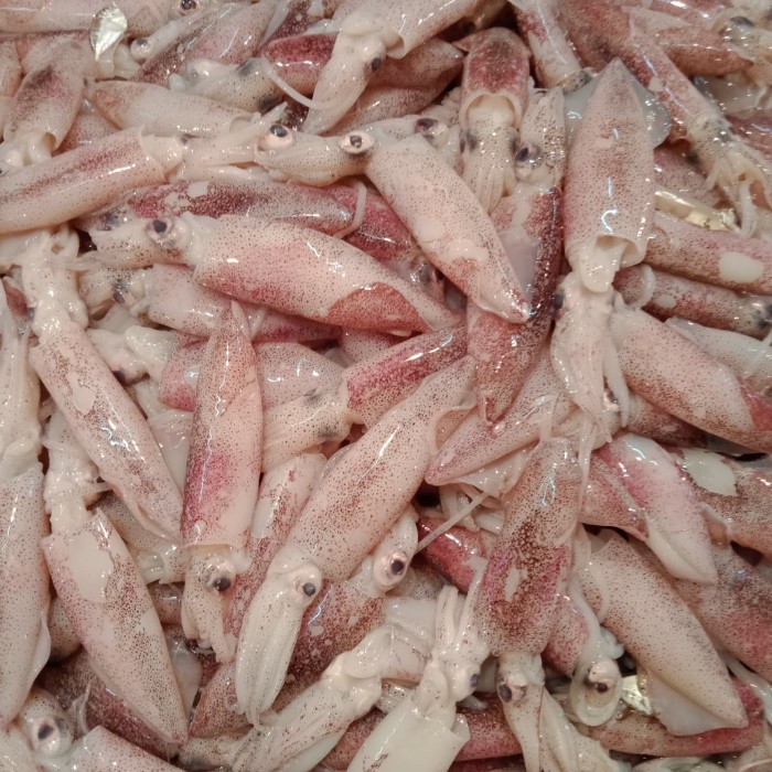 Toko Distributor Jual Cumi-Cumi di Jakarta, Produk Kualitas Nomor 1 Harga Terjangkau Hubungi WA 082115441379