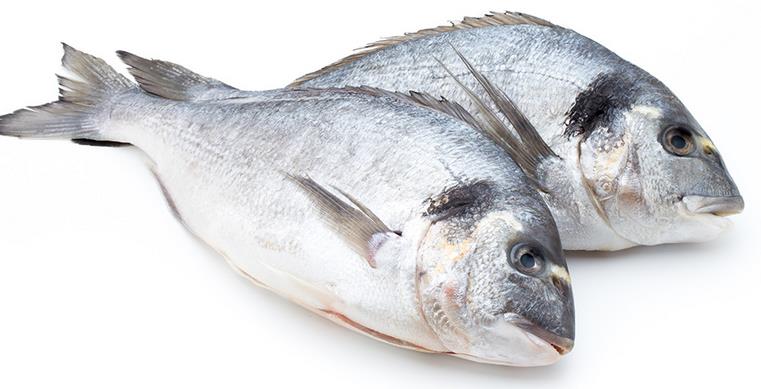 Toko Tempat Jual Ikan Kakap Putih Fresh di Jakarta, Produk Kualitas Terbaik Hubungi WA 082115441379