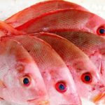 Optimasi-Waktu-Ekstraksi-Gelatin-Sisik-Ikan-Kakap-Merah-Lutjanus-sp.