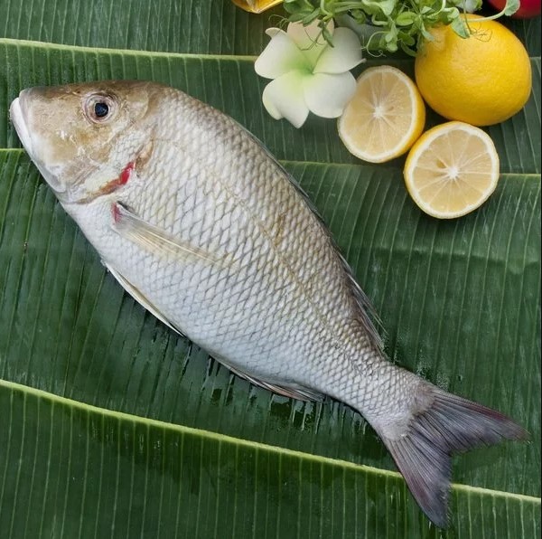 Supplier Jual Ikan Lencam Terbaik di Jakarta, Terjamin Berkualitas Hubungi WA 082115441379