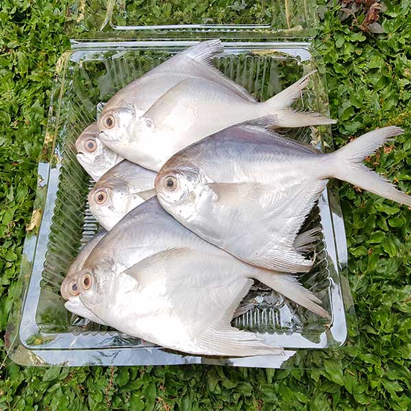 Supplier Ikan Bawal Putih Segar Quality Ekspor di Jakarta, Harga Bersahabat Hubungi WA 081286906908