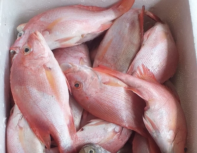 Toko Supplier Ikan Kakap Merah Terpercaya di Jakarta, Hubungi WA 082115441379