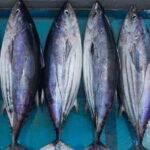 fishmarkets.id-jual-ikan-Tuna-di-Jakartaaa