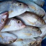 fishmarkets.id-jual-ikan-kakap-putih-jakarta-murah-