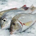 fishmarkets.id-jual-ikan-kakap-putih-murah