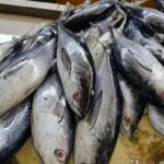 harga-ikan-tuna-terbaru