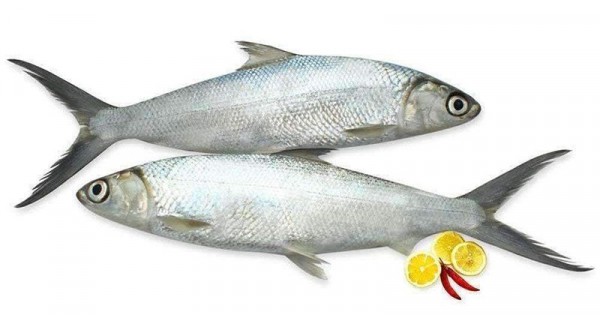 Informasi Distributor Jual Ikan Bandeng Segar Quality Ekspor Terpercaya di Jakarta, WA 081286906908