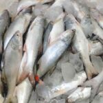 no_brand_-terlaris-_ikan_senangin_-_ikan_kuro_-_ikan_kurau_-_ikan_laut_-_ikan_segar_full01_udv99523